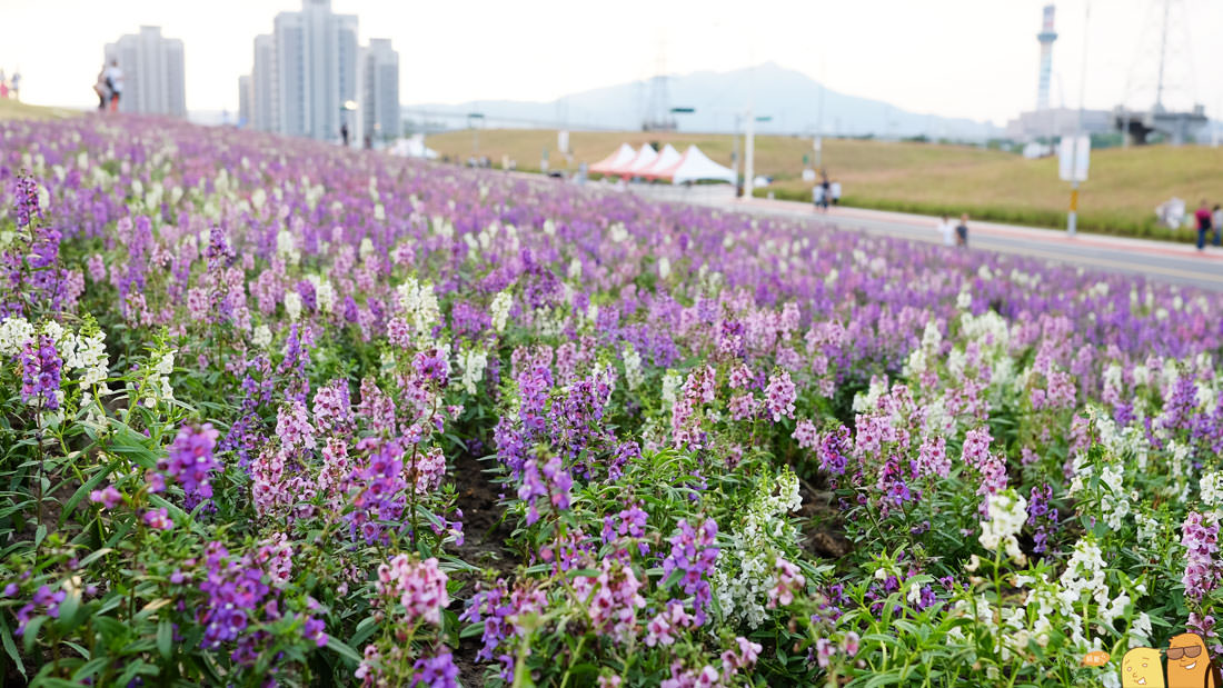 花海,台北