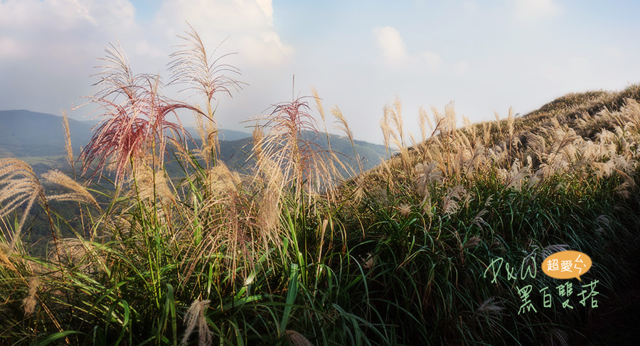 泡湯,陽明山,芒草,擎天崗,夢幻湖