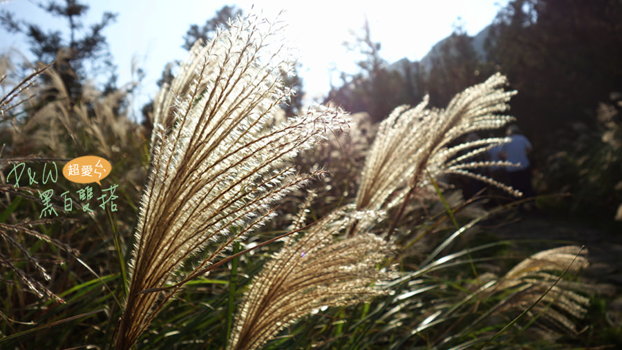 泡湯,陽明山,芒草,擎天崗,夢幻湖