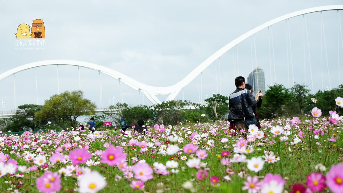 波斯菊,花季,新北景點,新北一日遊,親子景點,賞花