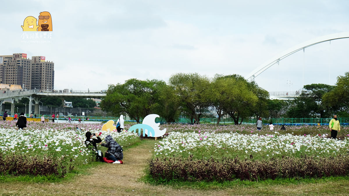 波斯菊,花季,新北景點,新北一日遊,親子景點,賞花