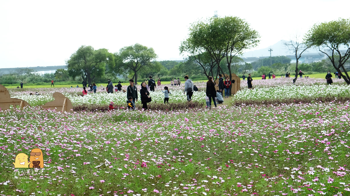 波斯菊,花季,新北景點,新北一日遊,親子景點,賞花