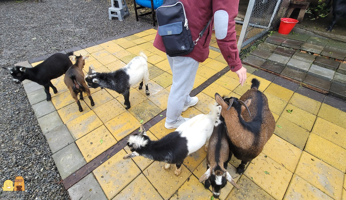 新北市親子景點,梅花鹿,棉花豬,餵小動物,新北景點推薦