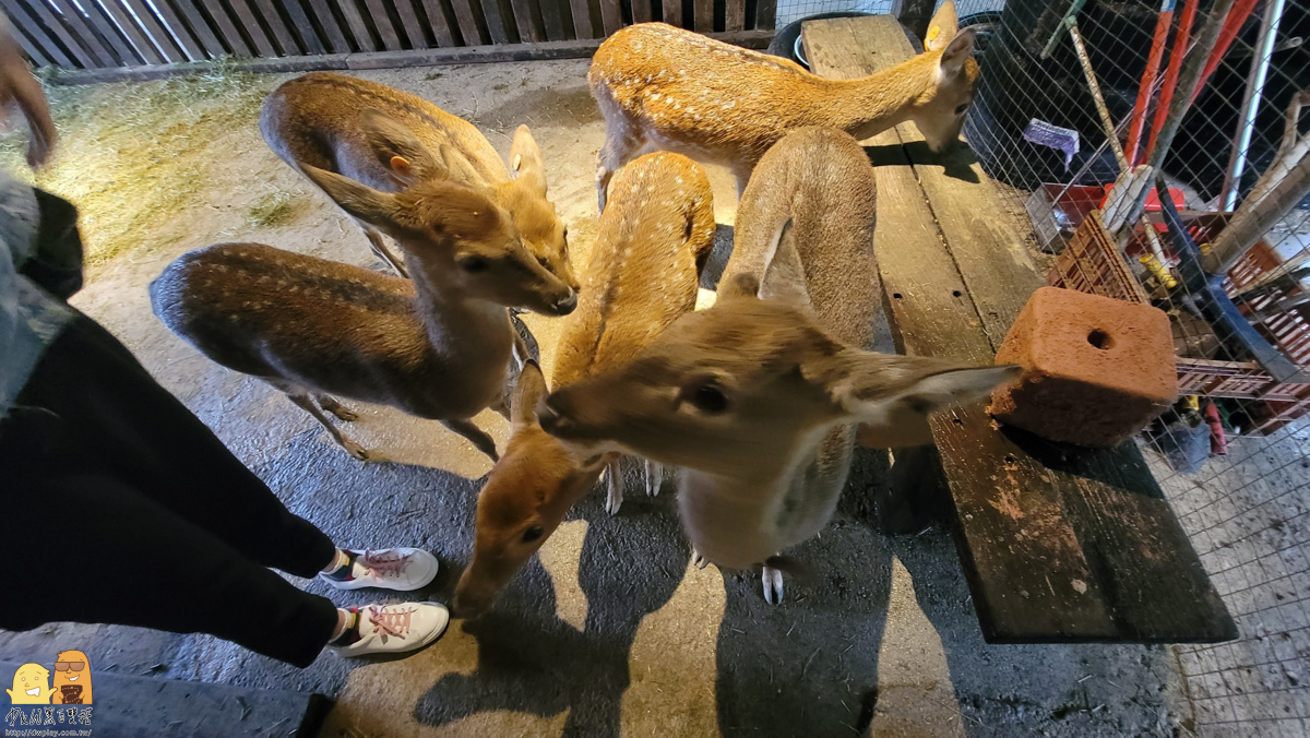 新北市親子景點,梅花鹿,棉花豬,餵小動物,新北景點推薦