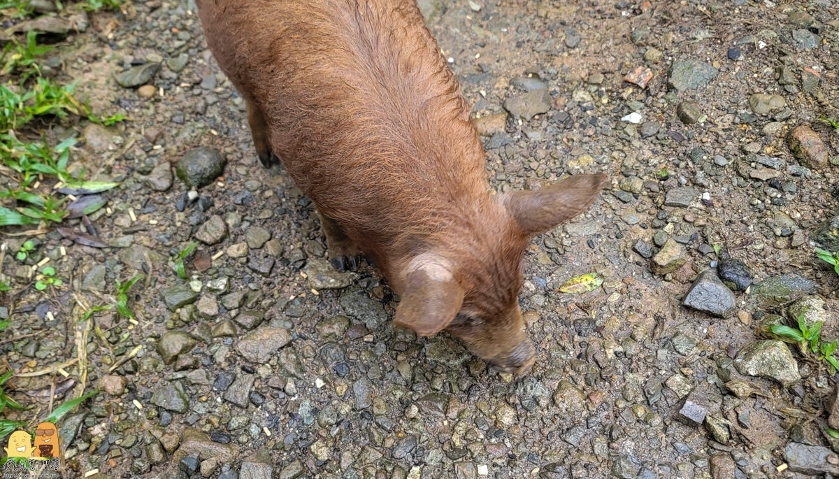 新北市親子景點,梅花鹿,棉花豬,餵小動物,新北景點推薦