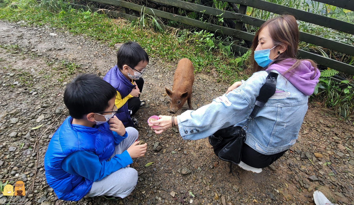 新北市親子景點,梅花鹿,棉花豬,餵小動物,新北景點推薦