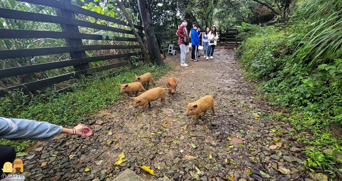 新北市親子景點,梅花鹿,棉花豬,餵小動物,新北景點推薦