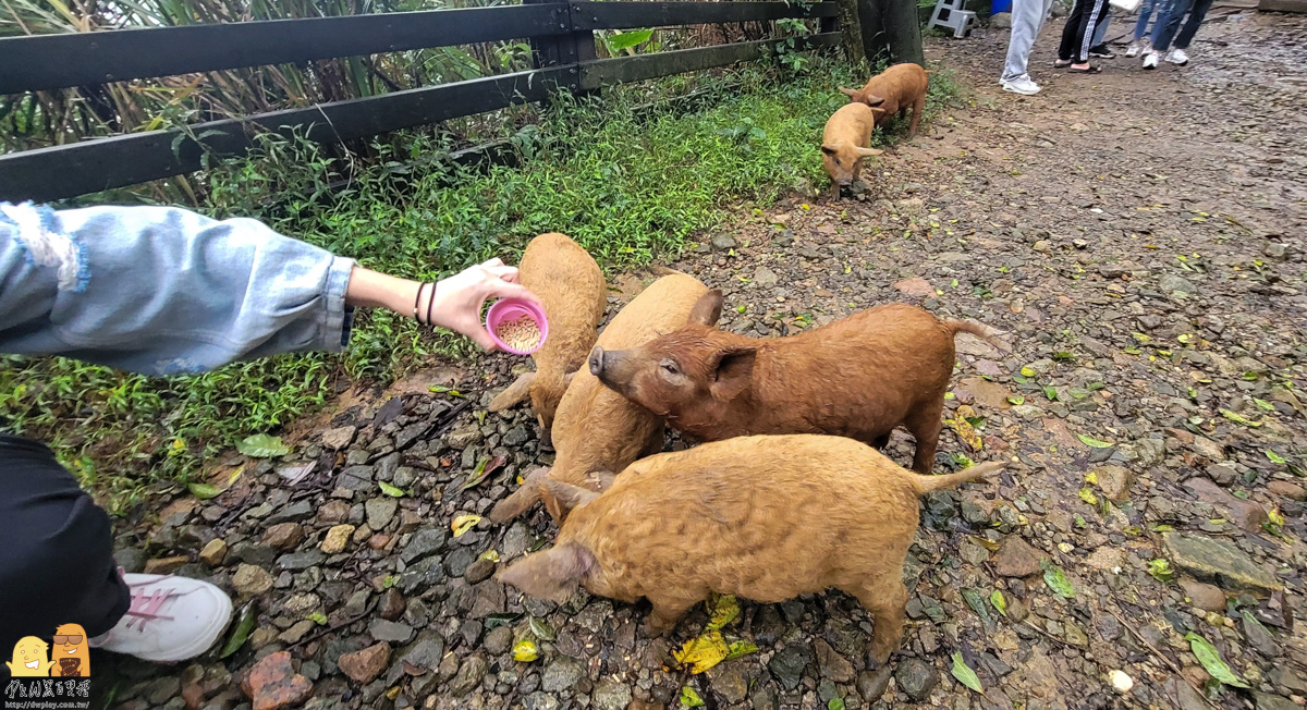 新北市親子景點,梅花鹿,棉花豬,餵小動物,新北景點推薦