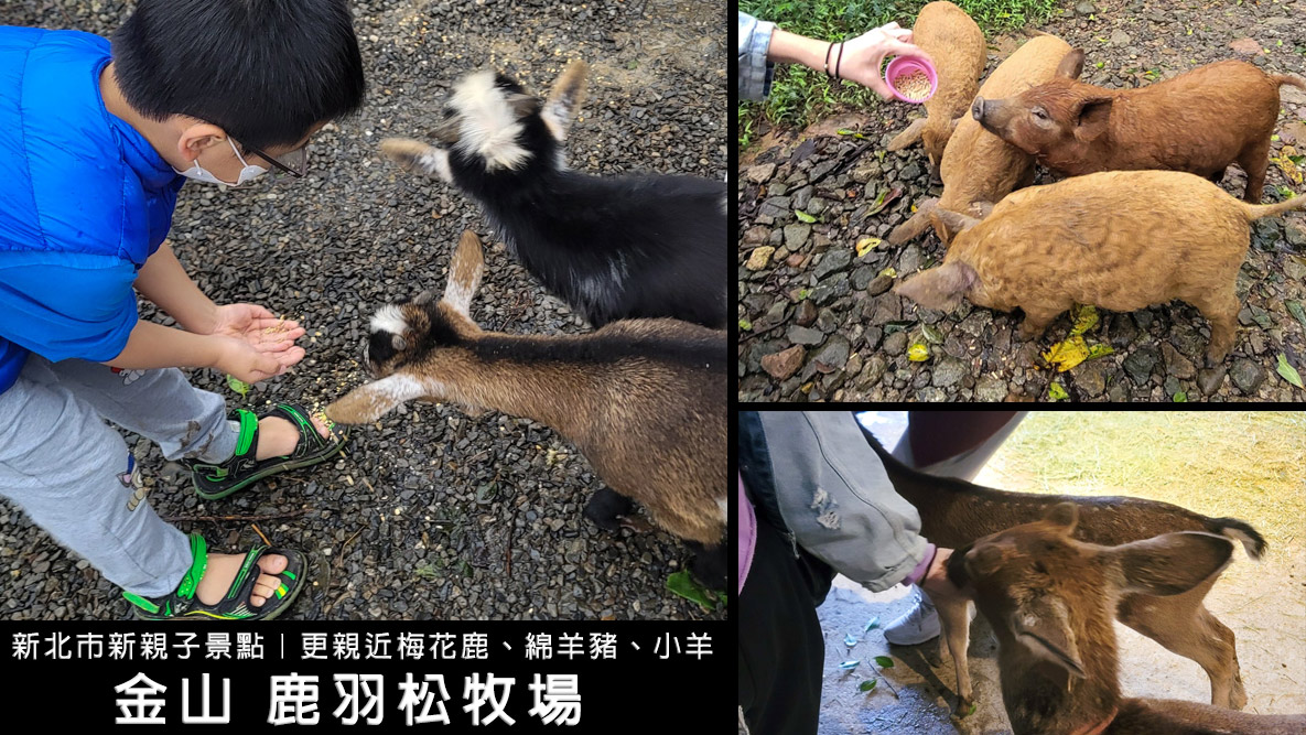 新北景點推薦,新北市親子景點,梅花鹿,棉花豬,餵小動物 @D&W黑白雙搭