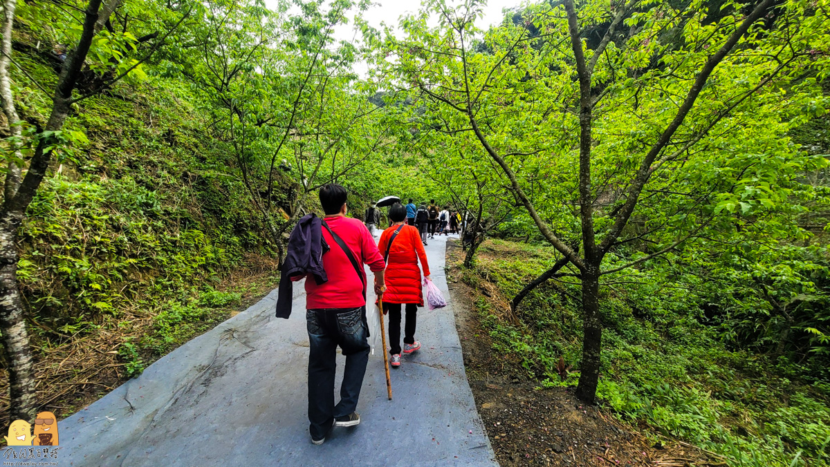 新北景點,三峽景點,免停車費,家人出遊,櫻花,毛小孩,約會,親子景點