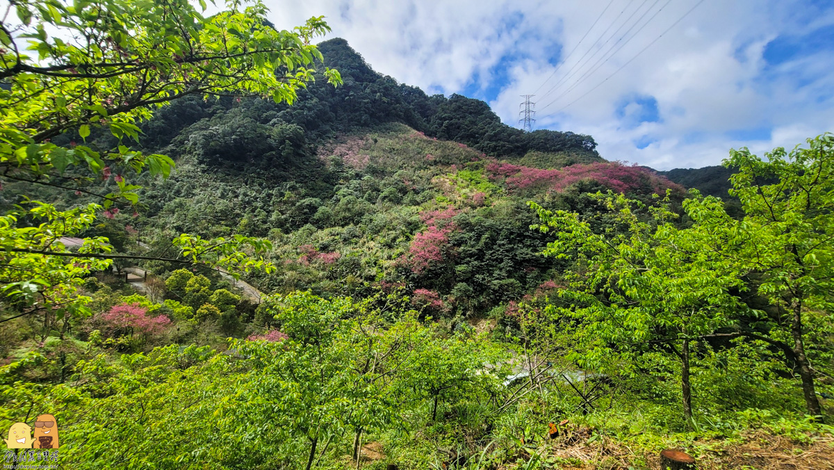 新北景點,三峽景點,免停車費,家人出遊,櫻花,毛小孩,約會,親子景點