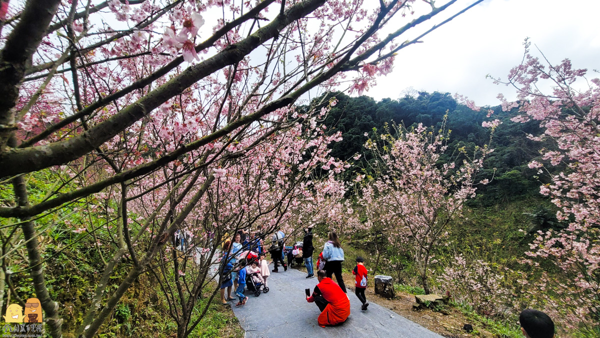 新北景點,三峽景點,免停車費,家人出遊,櫻花,毛小孩,約會,親子景點