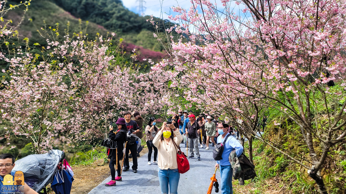 新北景點,三峽景點,免停車費,家人出遊,櫻花,毛小孩,約會,親子景點