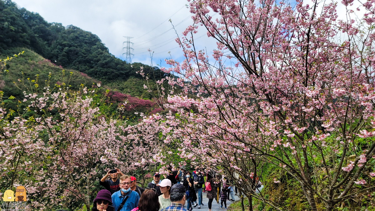 新北景點,三峽景點,免停車費,家人出遊,櫻花,毛小孩,約會,親子景點