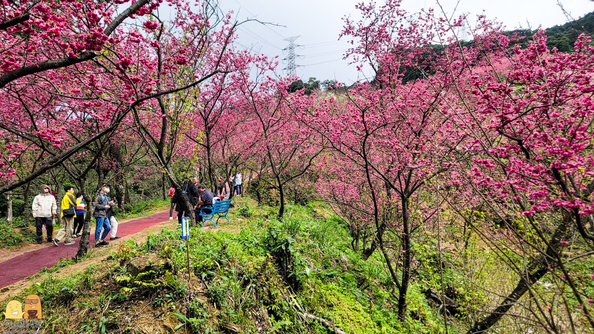 新北景點,三峽景點,免停車費,家人出遊,櫻花,毛小孩,約會,親子景點