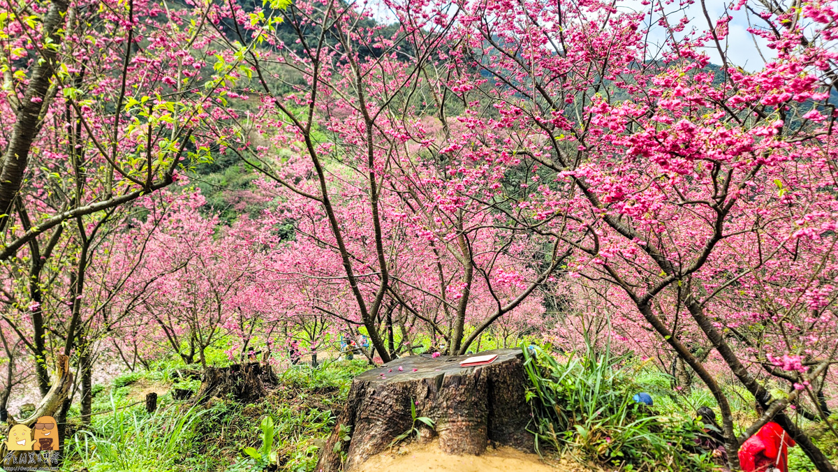 新北景點,三峽景點,免停車費,家人出遊,櫻花,毛小孩,約會,親子景點