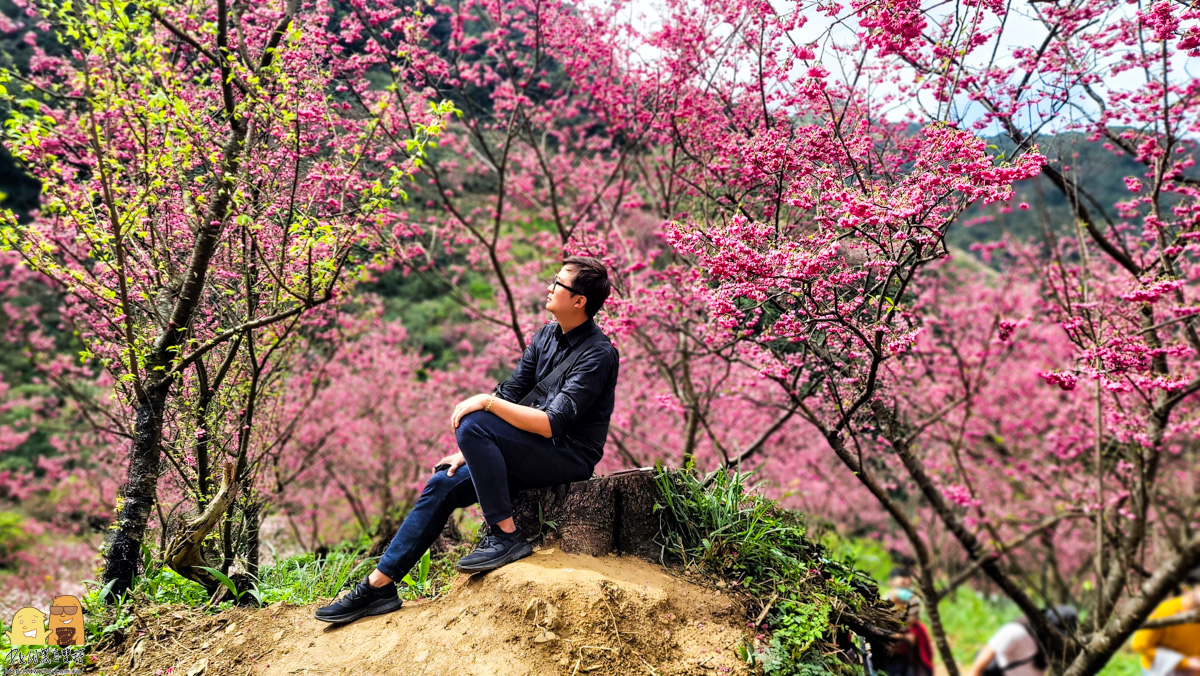 新北景點,三峽景點,免停車費,家人出遊,櫻花,毛小孩,約會,親子景點