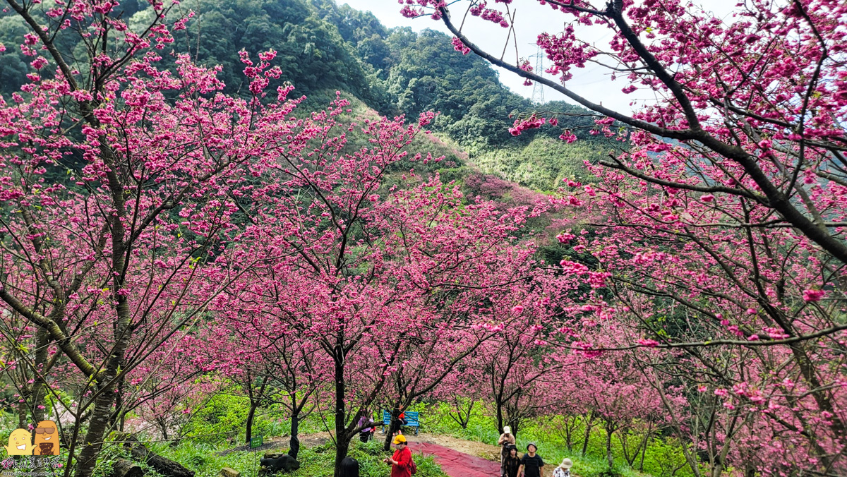 新北景點,三峽景點,免停車費,家人出遊,櫻花,毛小孩,約會,親子景點