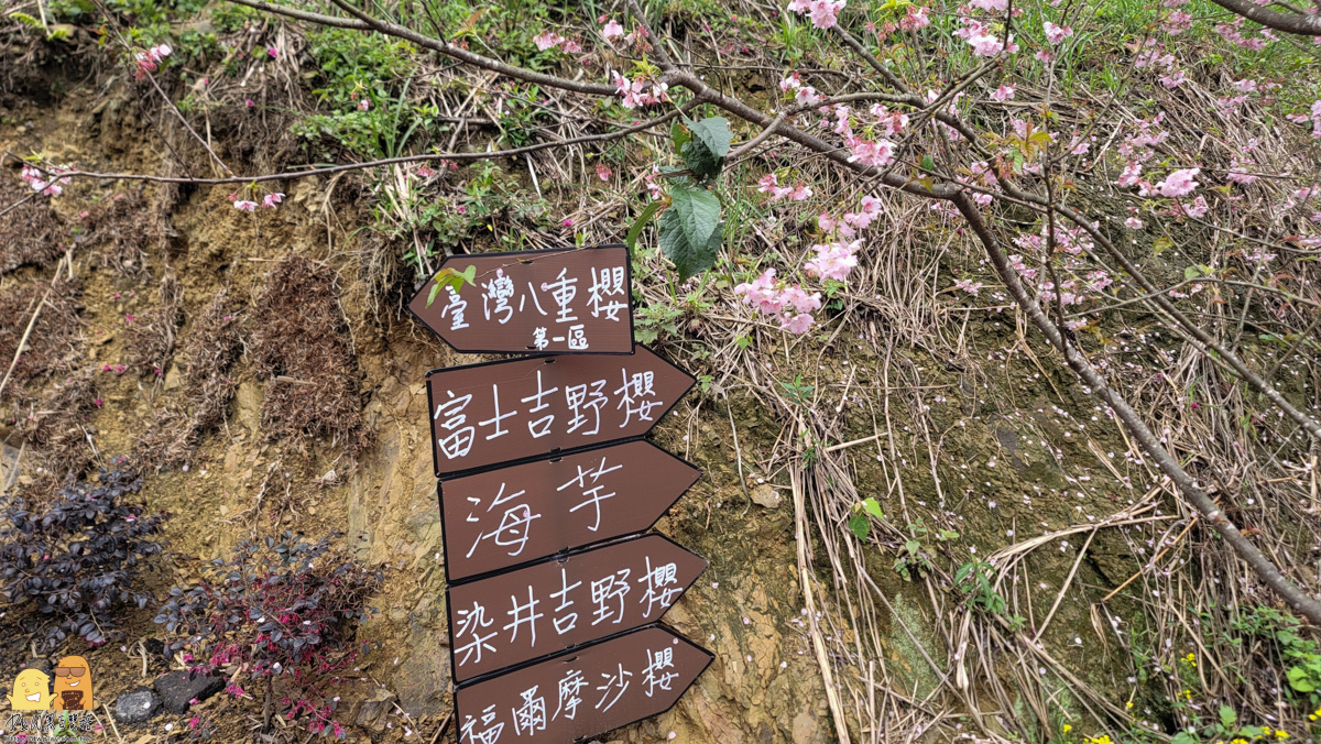 新北景點,三峽景點,免停車費,家人出遊,櫻花,毛小孩,約會,親子景點