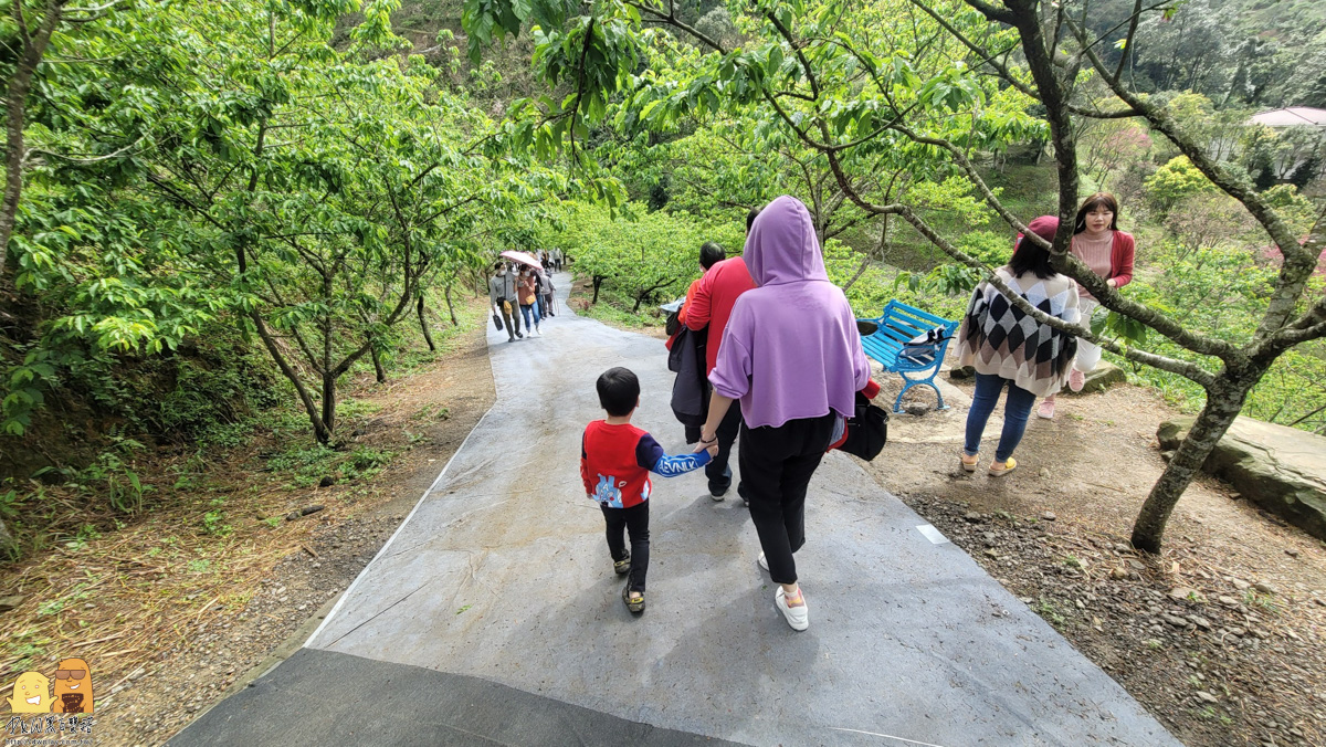 新北景點,三峽景點,免停車費,家人出遊,櫻花,毛小孩,約會,親子景點