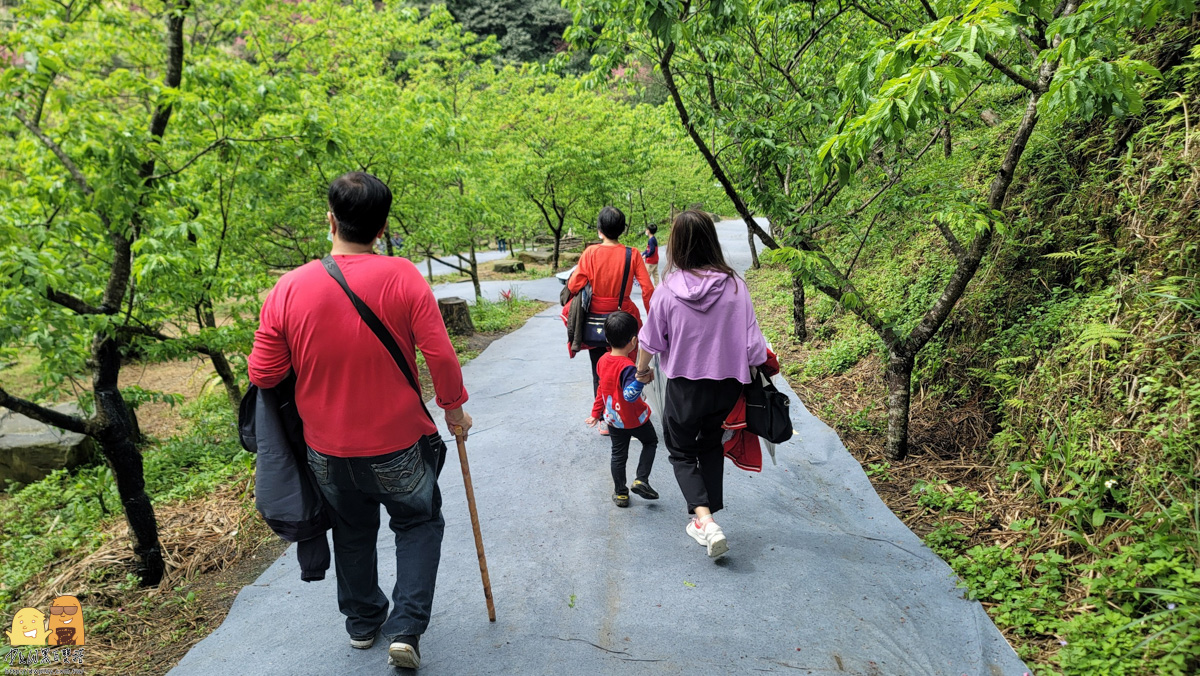 新北景點,三峽景點,免停車費,家人出遊,櫻花,毛小孩,約會,親子景點