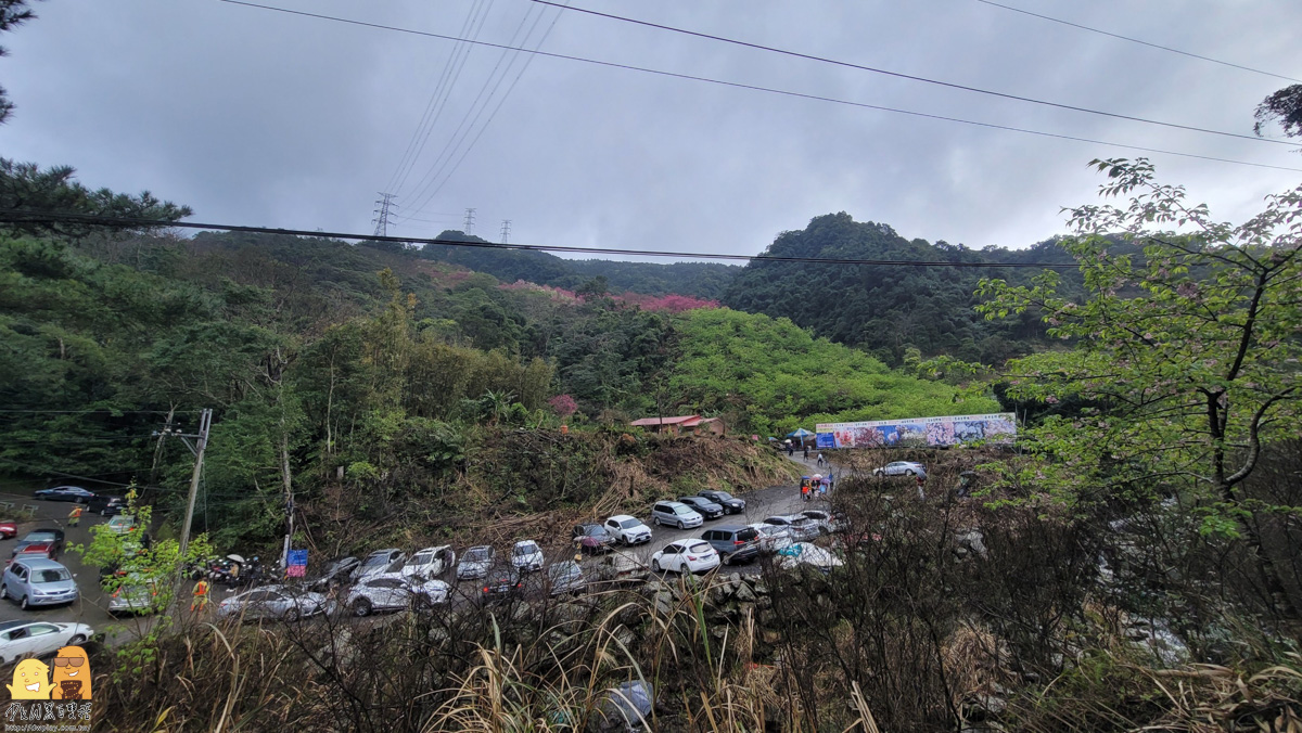 新北景點,三峽景點,免停車費,家人出遊,櫻花,毛小孩,約會,親子景點