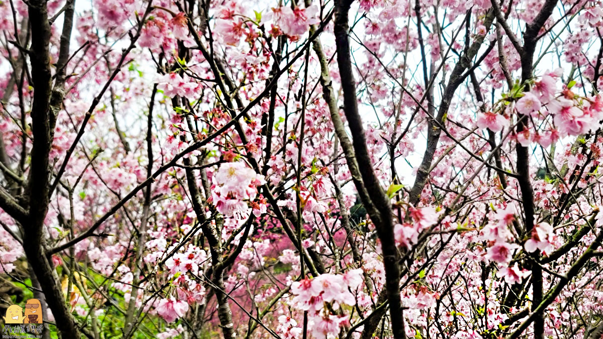 新北景點,三峽景點,免停車費,家人出遊,櫻花,毛小孩,約會,親子景點