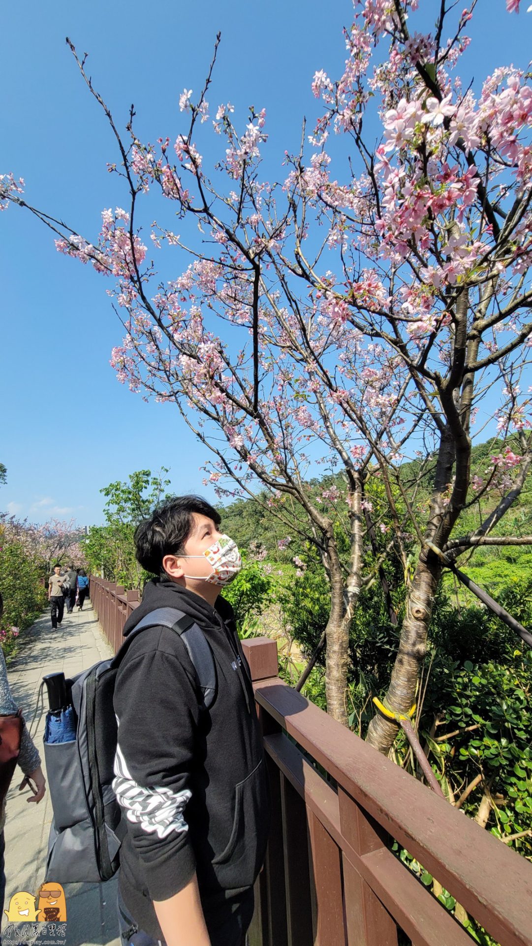 台北景點,台北櫻花,東湖捷運站,內湖好玩,櫻花