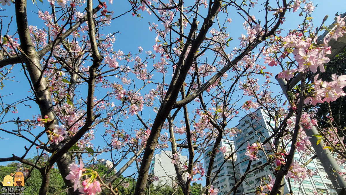 台北景點,台北櫻花,東湖捷運站,內湖好玩,櫻花