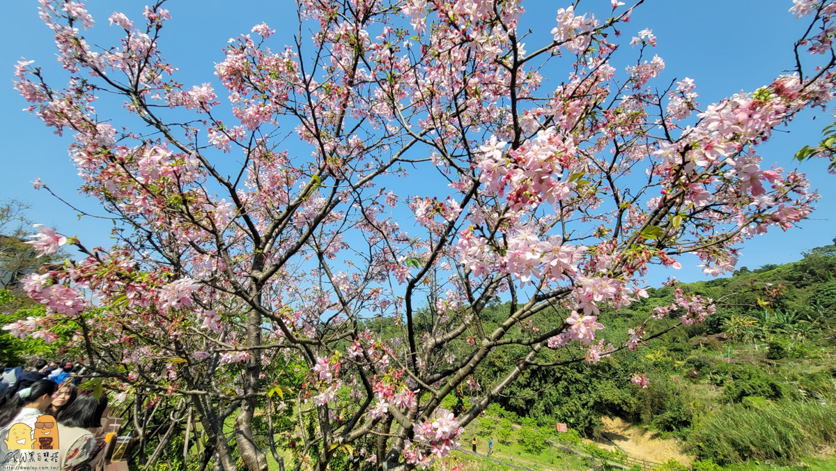 台北景點,台北櫻花,東湖捷運站,內湖好玩,櫻花