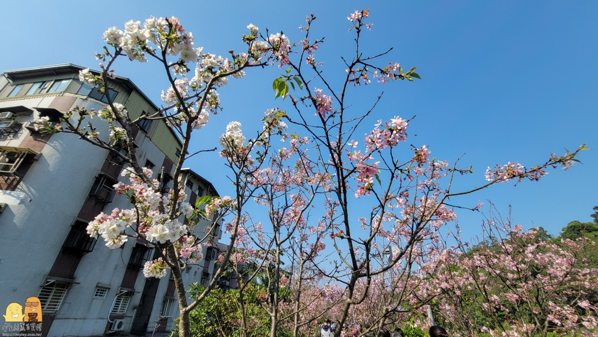 台北景點,台北櫻花,東湖捷運站,內湖好玩,櫻花