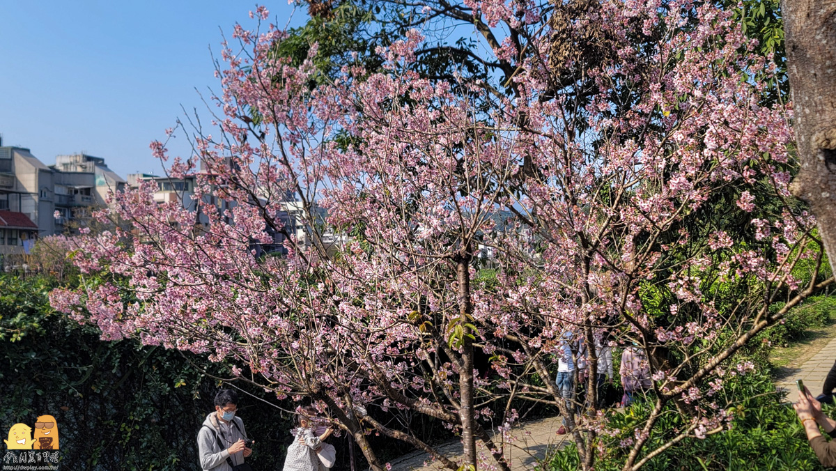 台北景點,台北櫻花,東湖捷運站,內湖好玩,櫻花