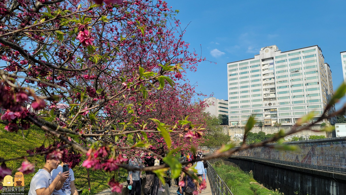 台北景點,台北櫻花,東湖捷運站,內湖好玩,櫻花