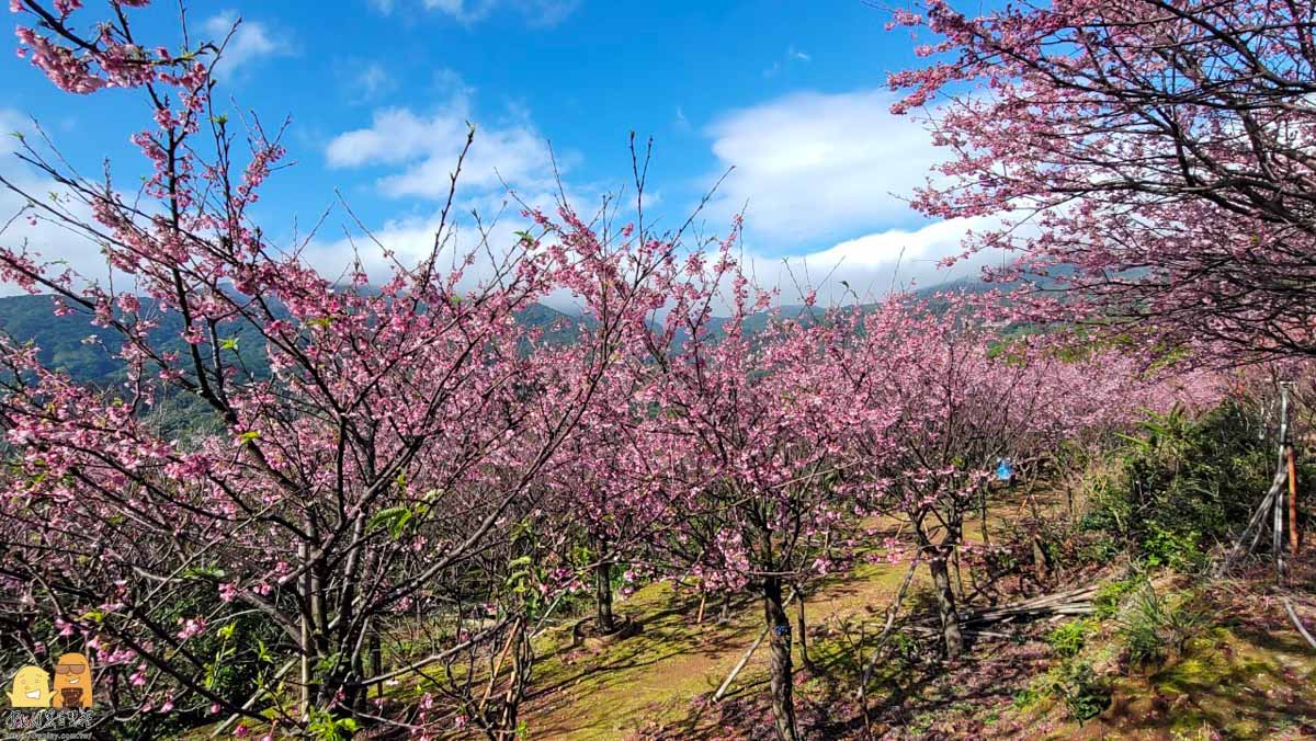 櫻花,台北景點,台北賞櫻,陽明山景點