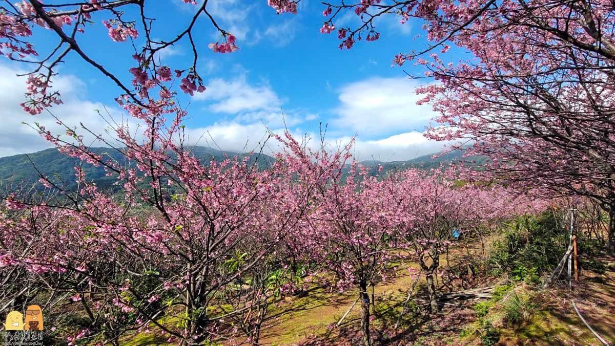 櫻花,台北景點,台北賞櫻,陽明山景點