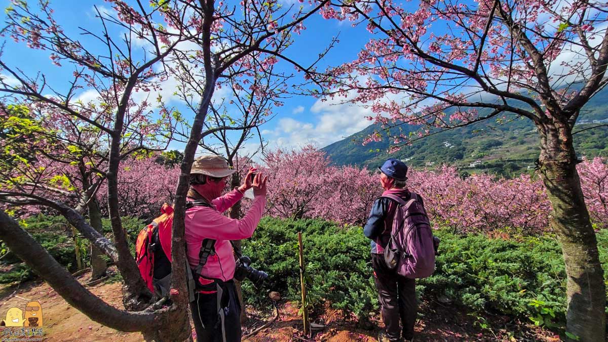 櫻花,台北景點,台北賞櫻,陽明山景點