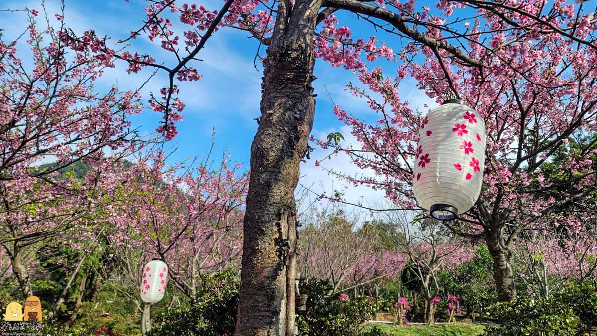 台北賞櫻,陽明山景點,櫻花,台北景點