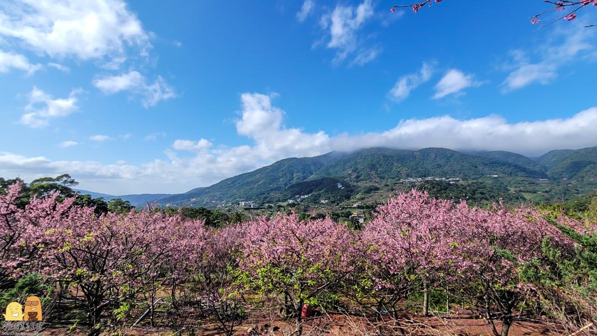 台北賞櫻,陽明山景點,櫻花,台北景點