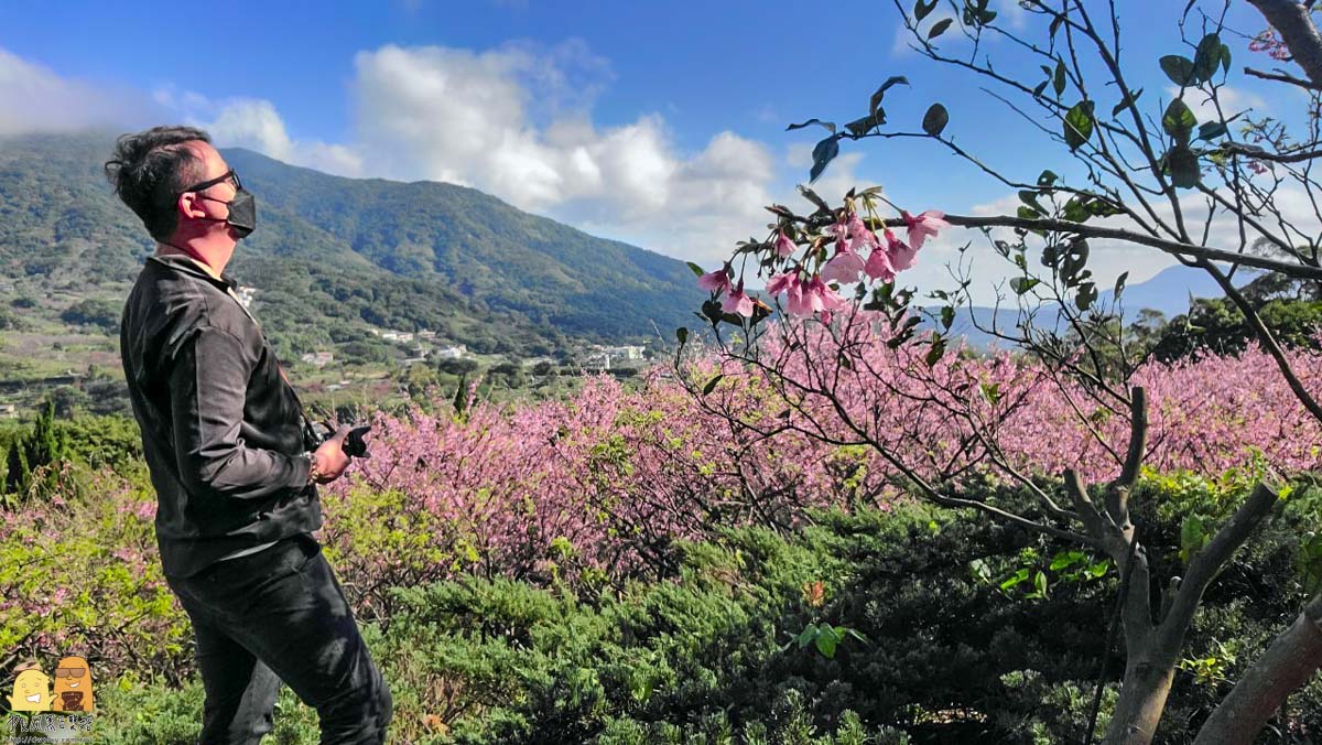 台北賞櫻,陽明山景點,櫻花,台北景點