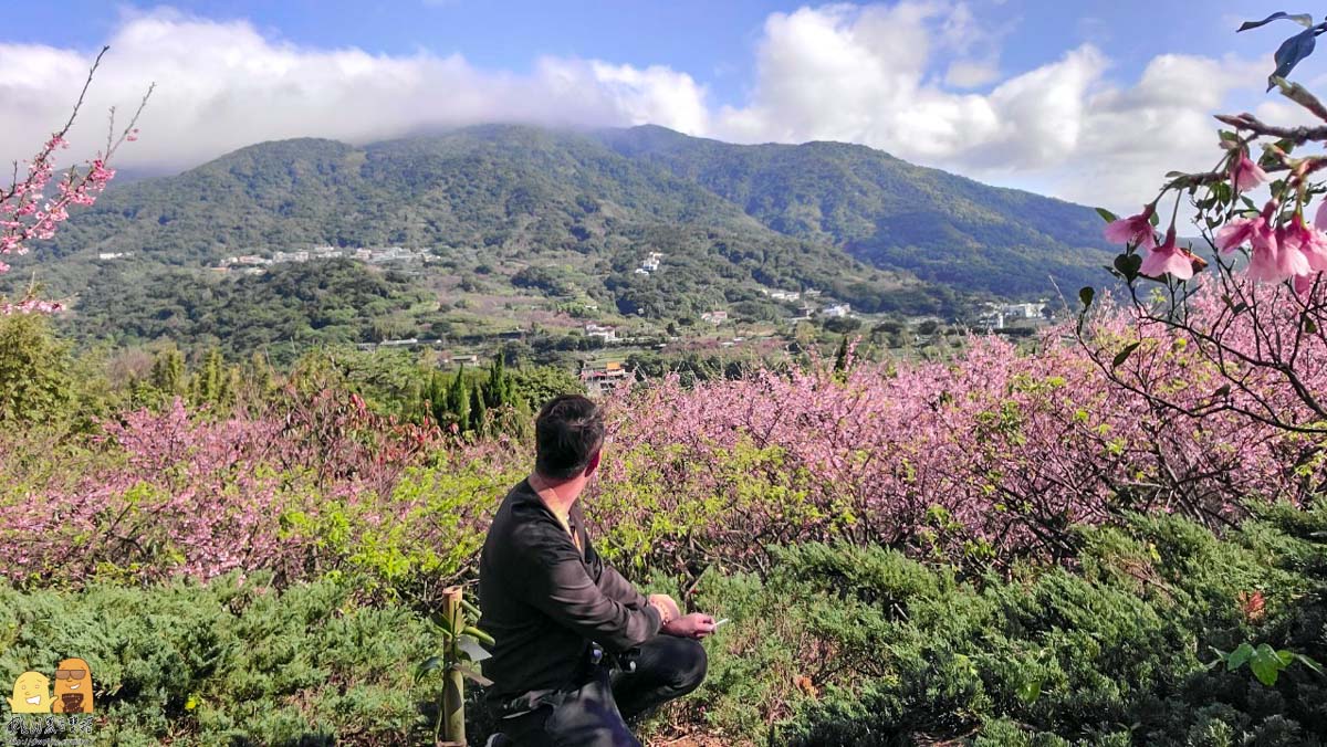 台北賞櫻,陽明山景點,櫻花,台北景點