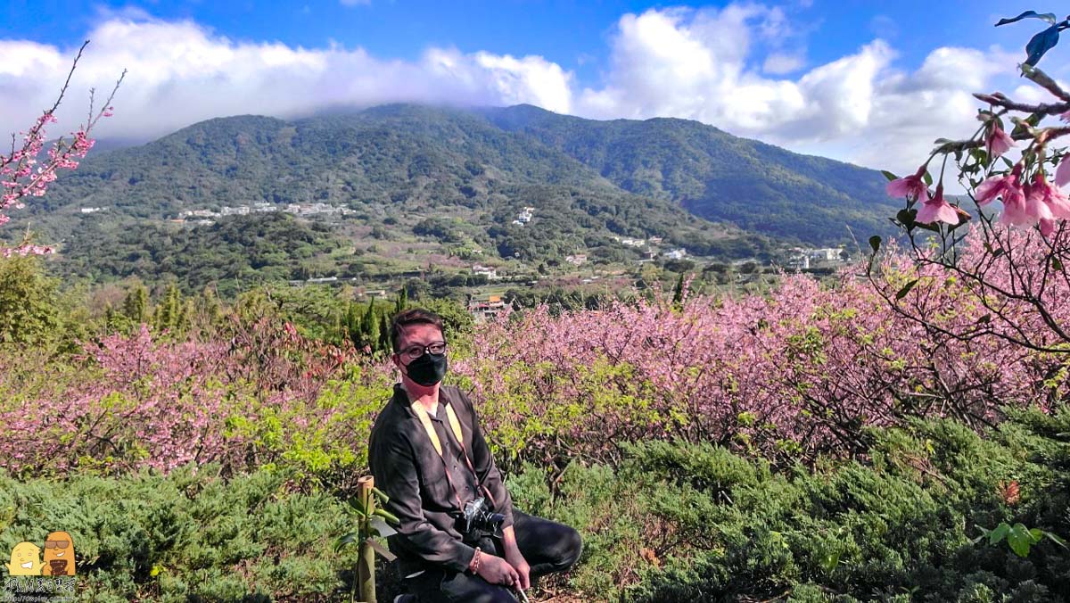 台北賞櫻,陽明山景點,櫻花,台北景點