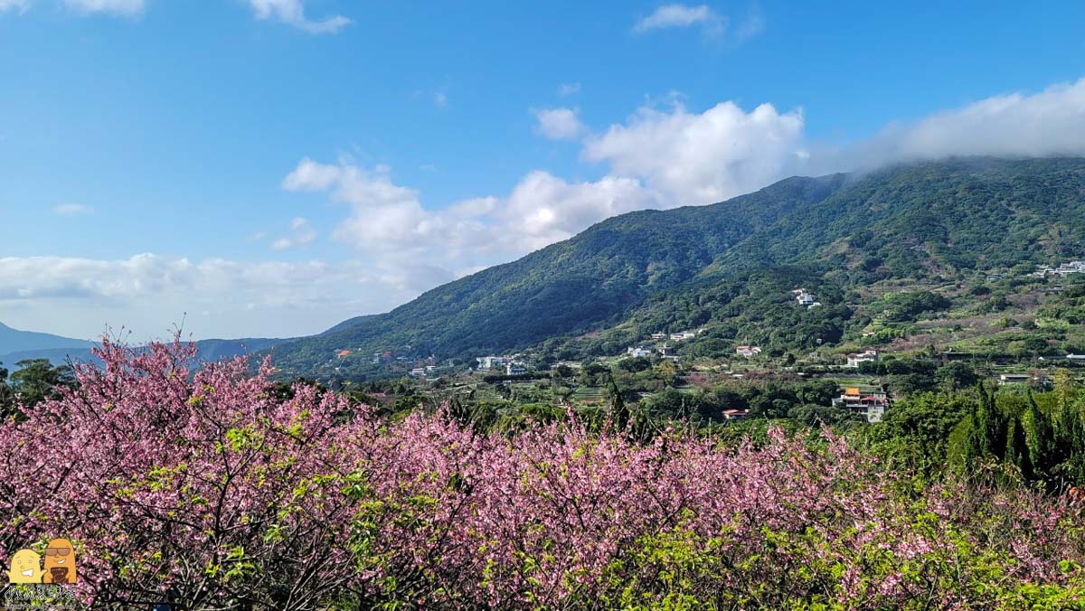 台北賞櫻,陽明山景點,櫻花,台北景點