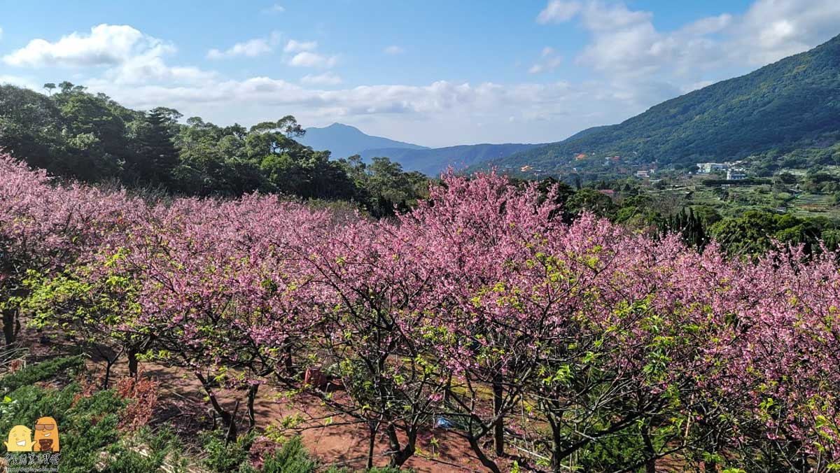 台北賞櫻,陽明山景點,櫻花,台北景點