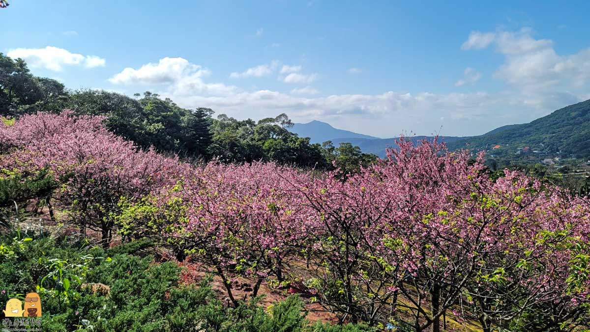 櫻花,台北景點,台北賞櫻,陽明山景點