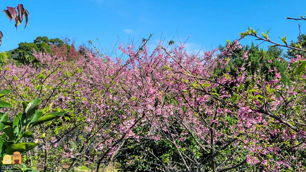 台北賞櫻,陽明山景點,櫻花,台北景點