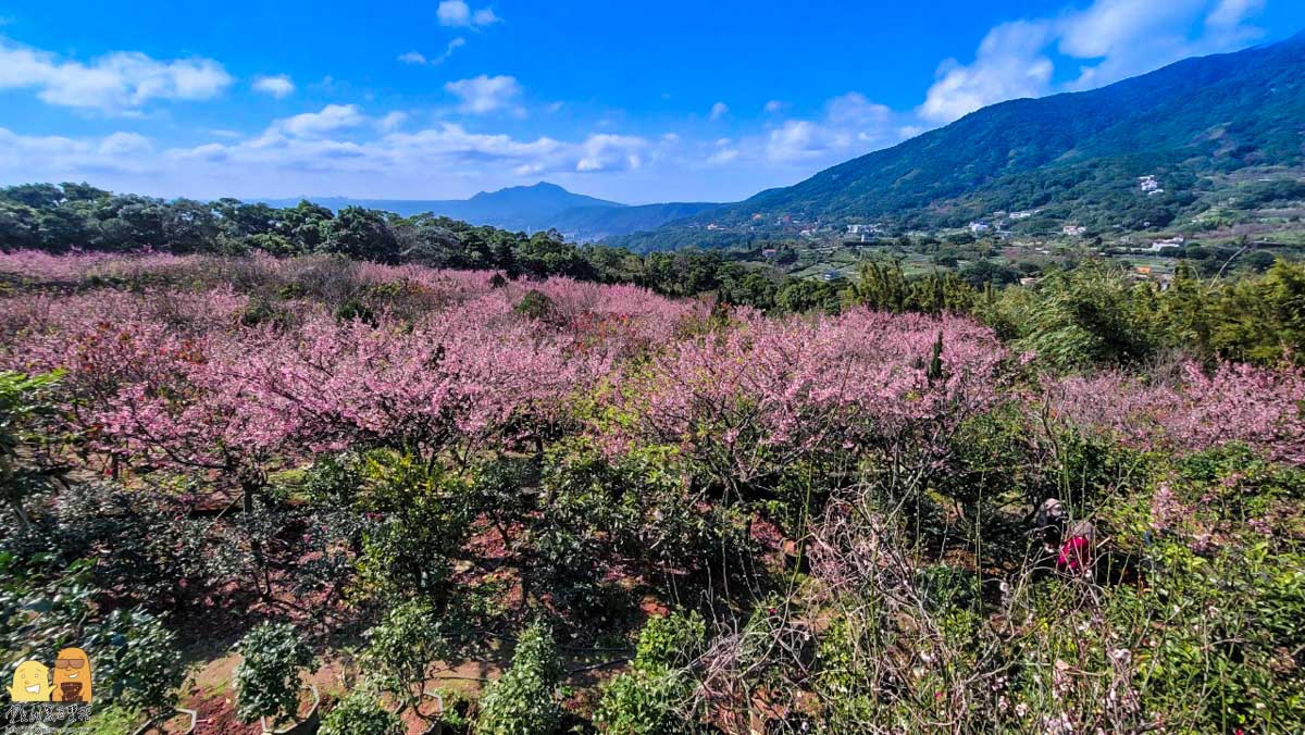 櫻花,台北景點,台北賞櫻,陽明山景點