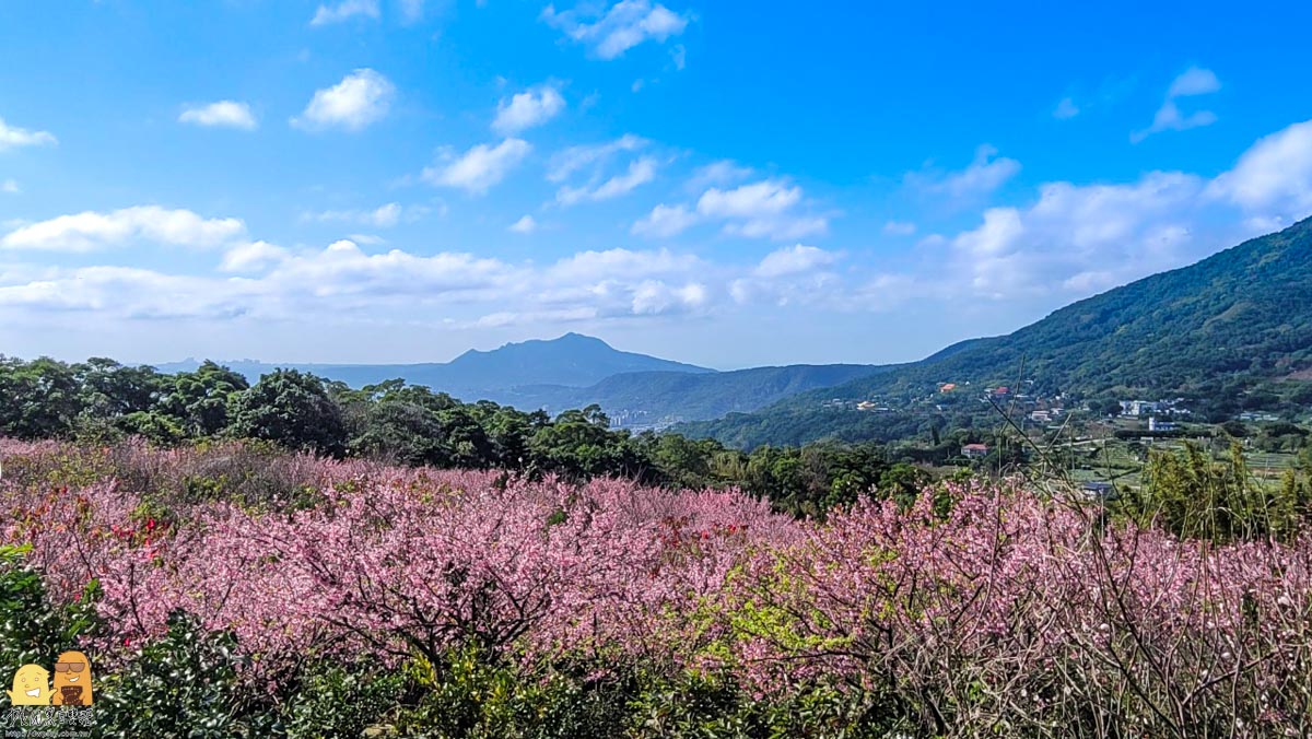 櫻花,台北景點,台北賞櫻,陽明山景點