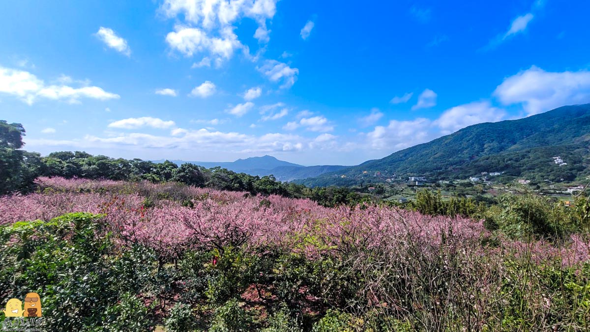 櫻花,台北景點,台北賞櫻,陽明山景點