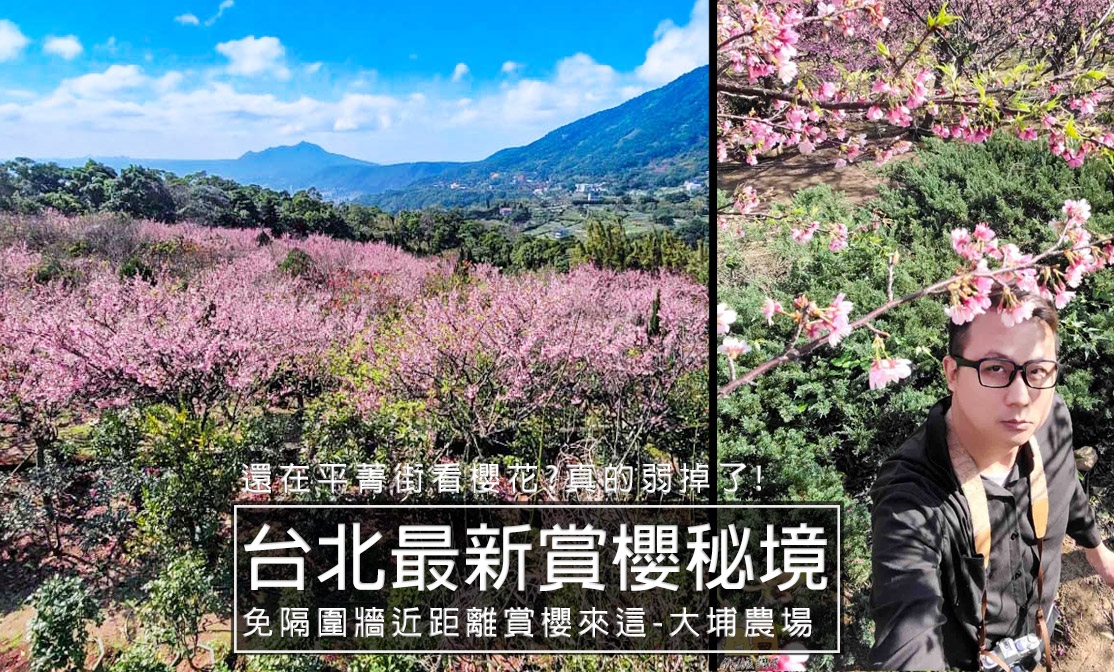 大埔農場紗帽山-2024最新陽明山賞櫻景點，700顆富士櫻滿開中!可近距離欣賞櫻花，比平菁街櫻花還美