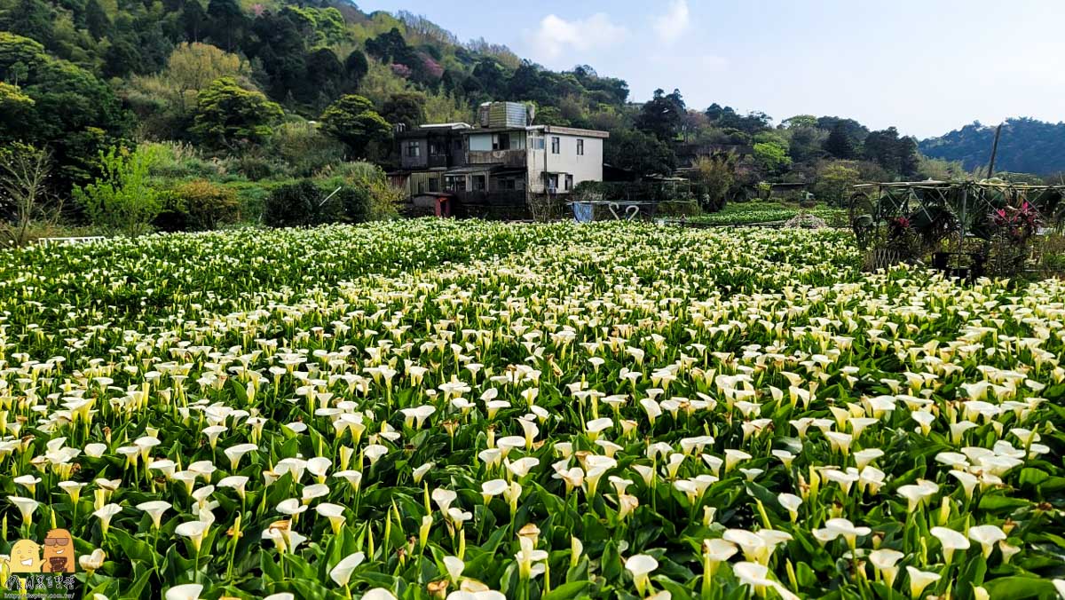 台北景點推薦,台北美食,台北景點,台北美食推薦,陽明山景點